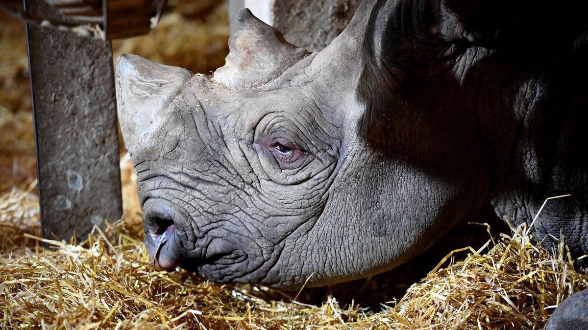 Zemřel nejstarší nosorožec světa